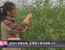 琼枝叶茂缀玲珑 龙潭镇小番茄新鲜上市